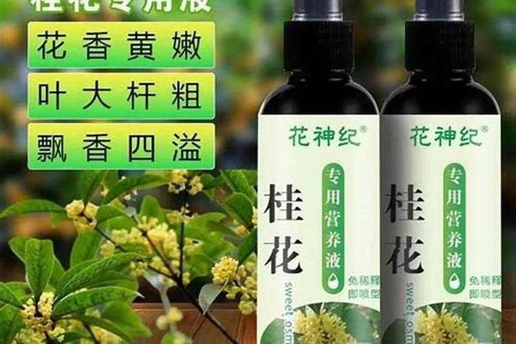 枣树几月份嫁接成活率高？怎么嫁接？