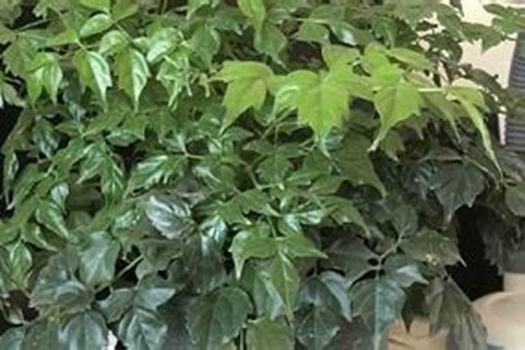 叶面肥喷后几小时下雨有效