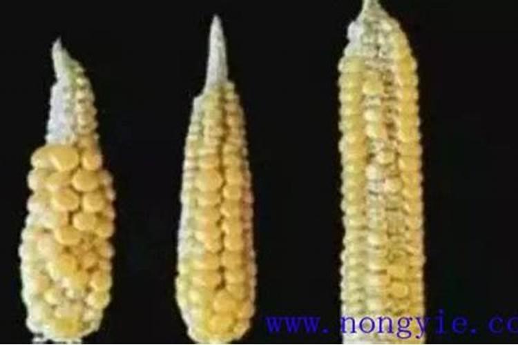 玉米缺硼被很多农户忽略,玉米缺硼是怎么样的？