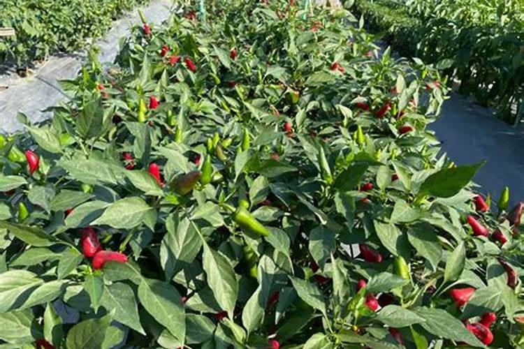 黄豆叶面肥什么时候打好 使用哪些肥料好