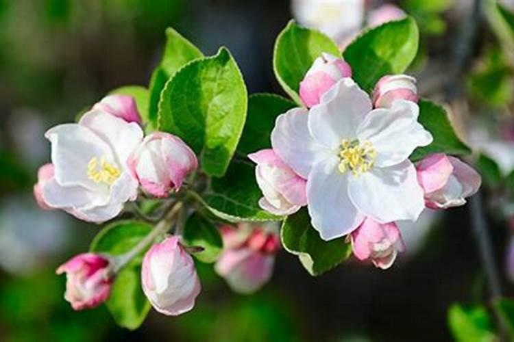 谁知道用什么肥料才能让花长得更快,更好呢