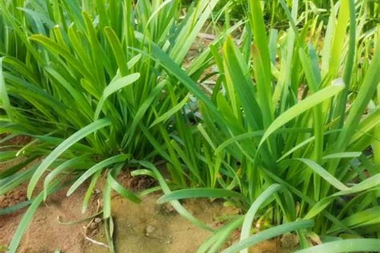 韭菜用什么肥料长得好
