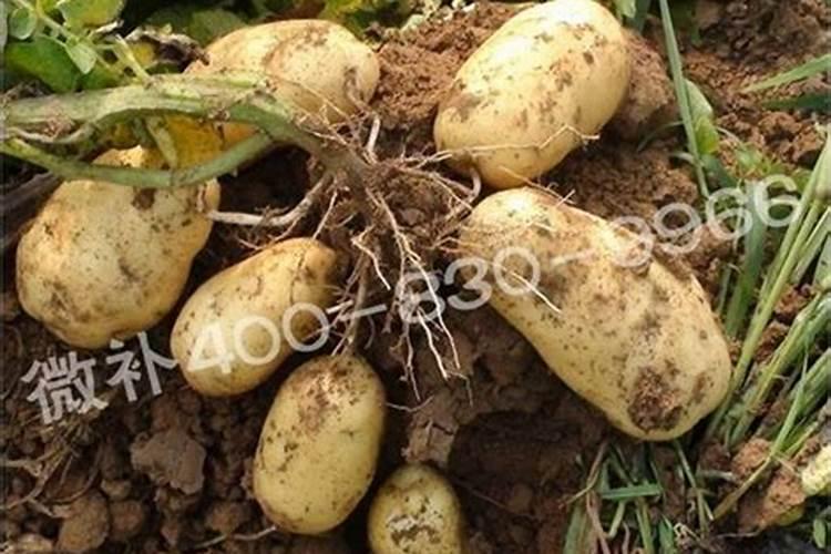 无花果树长出果后,什么时侯用上肥呢