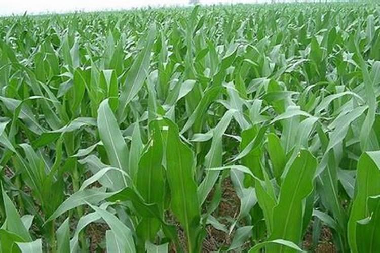 氮肥主要作用有哪些？如何提高氮肥利用率？