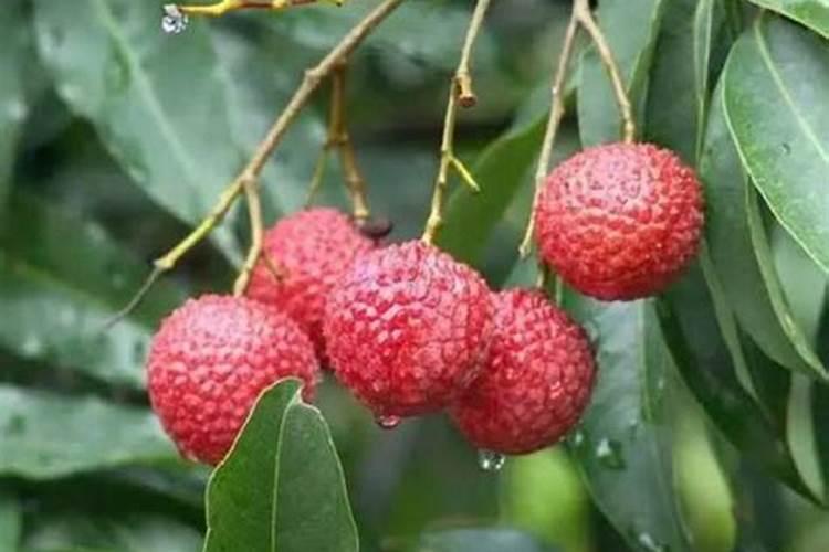 盆栽米兰的种植方法和注意事项 盆栽米兰的种植方法和注意事项有哪些百 ...