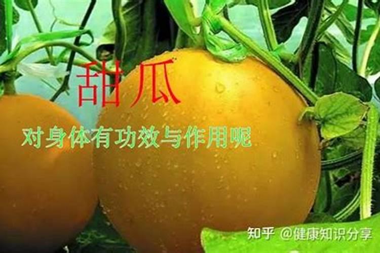 地爬甜瓜的管理技术