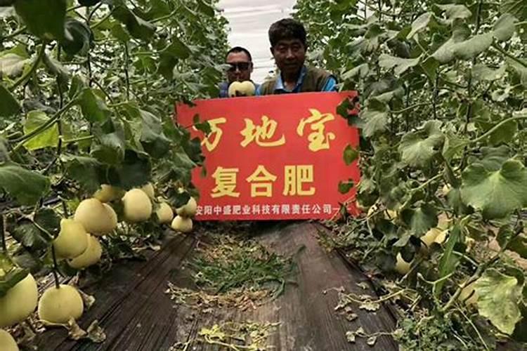 甜瓜授粉15天后冲平衡肥还是高钾肥好？