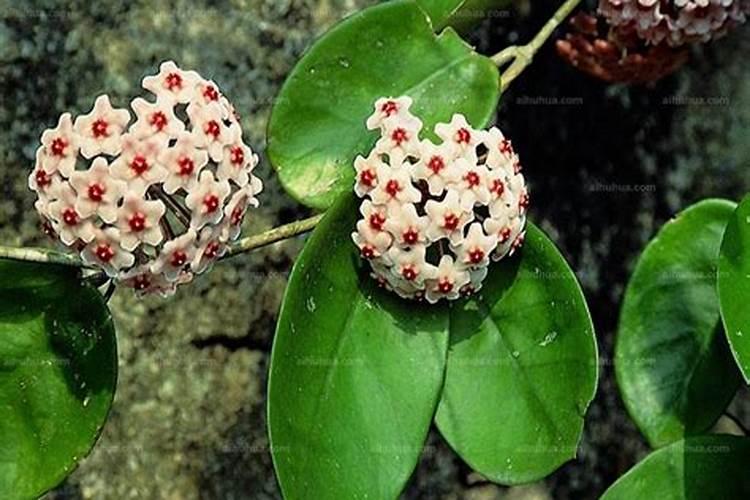 球兰在开花时期花都掉了怎么回事儿？