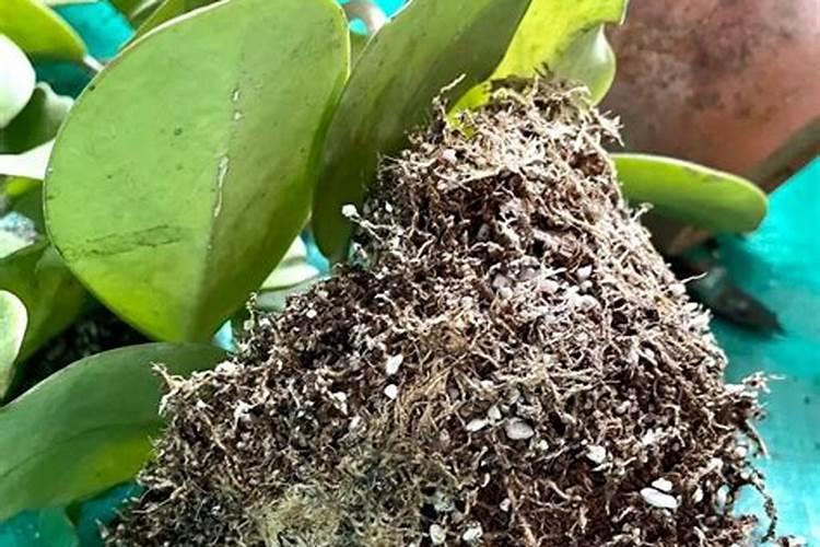 球兰用什么肥料