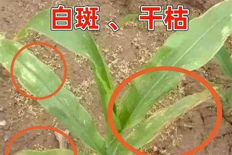 矮化玉兰花可以盆栽吗