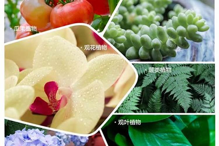 甜菜的种植怎么施肥？