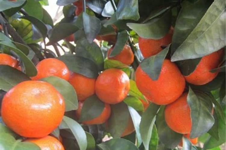 土豆浇什么肥料合适