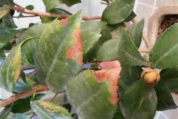 果树翻土什么时候最好 果树翻土什么时候施肥