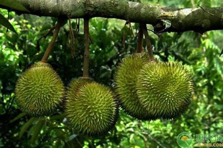 作物使用鱼蛋白肥会有什么效果？