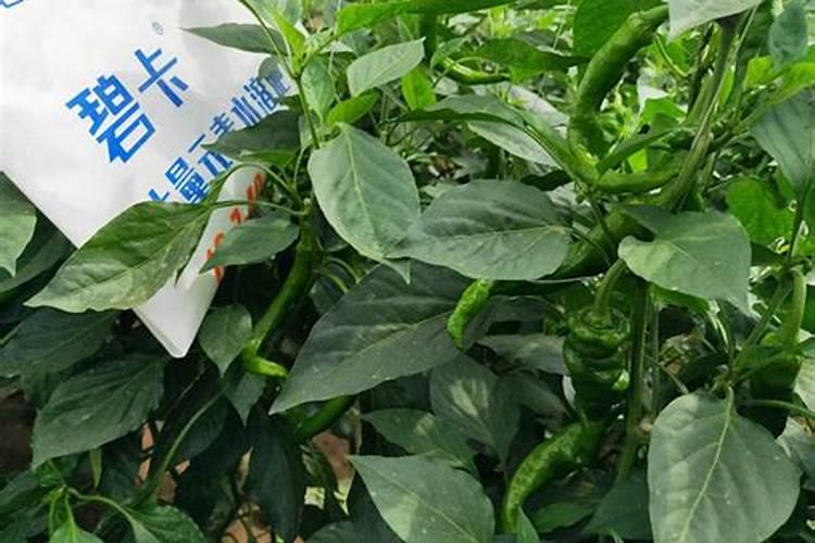 大葱什么时候追肥最好？
