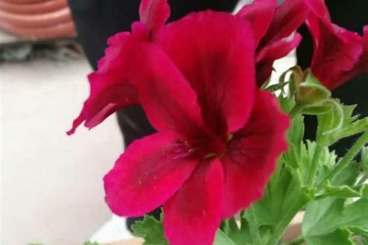 葡萄打什么叶面肥上色快