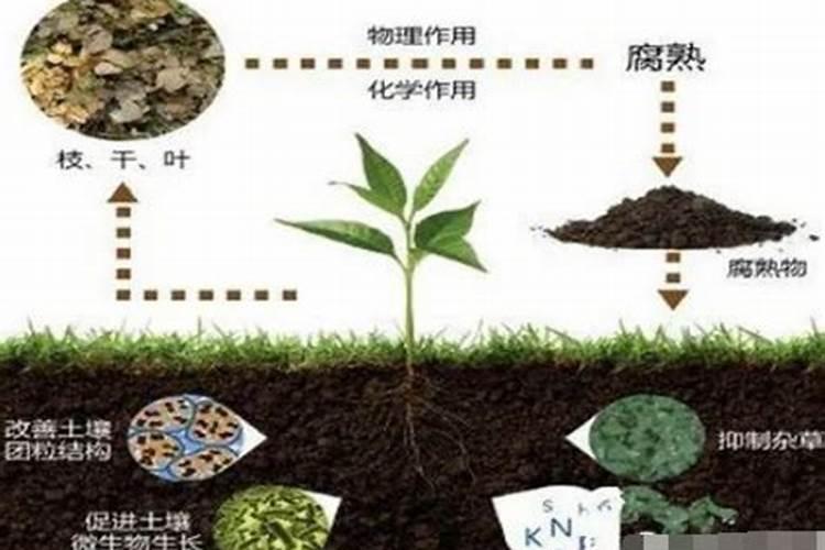 一颗百香果苗用50克硼肥会不会导致硼中毒？