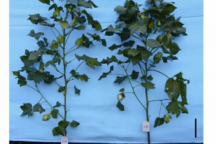 说说葡萄上使用钙和镁的事,如何正确的补充钙镁肥？