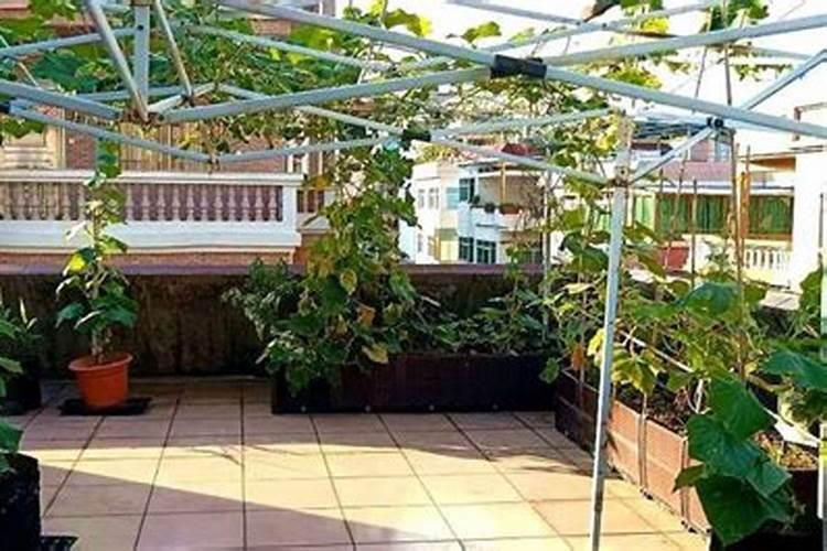 柑橘幼树施肥方法和注意事项