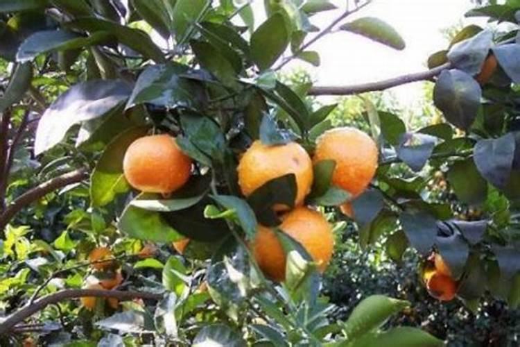 青菜种下去以后,具体怎么施肥呢？