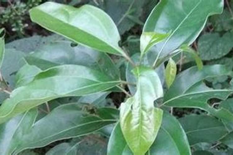 香樟树用什么肥料最好