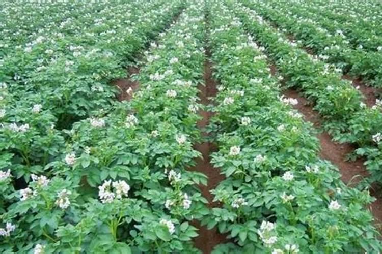 种植马铃薯需要在什么时候施肥