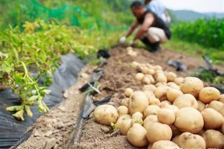 种马铃薯用什么肥料最好