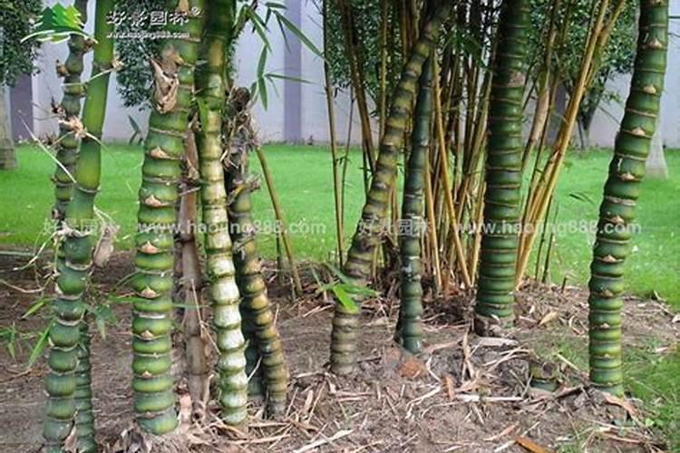 各位老师,钙肥和磷肥不可以混施,含磷的叶面肥和钙肥可以混合喷施吗？