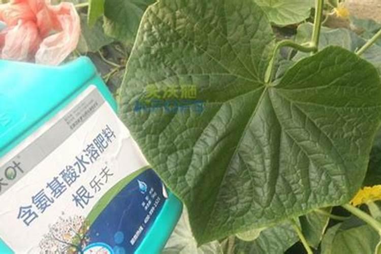 黄瓜栽苗之时要用什么鲜为人知的肥料