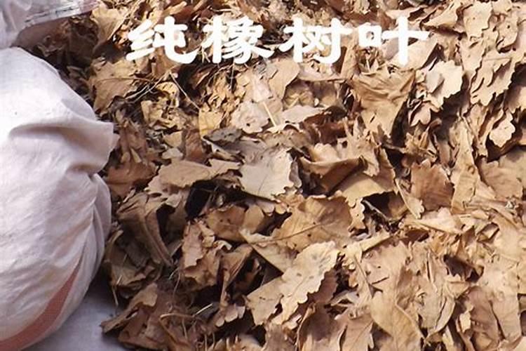 养橡皮树,需要掌握哪些方法,叶片黝黑油亮且长满侧芽变小树？