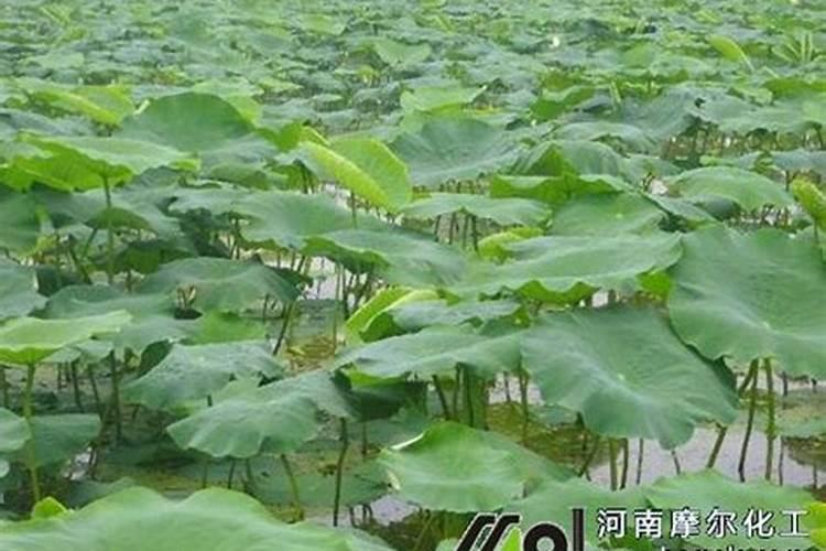 西瓜叶子发黄怎么回事