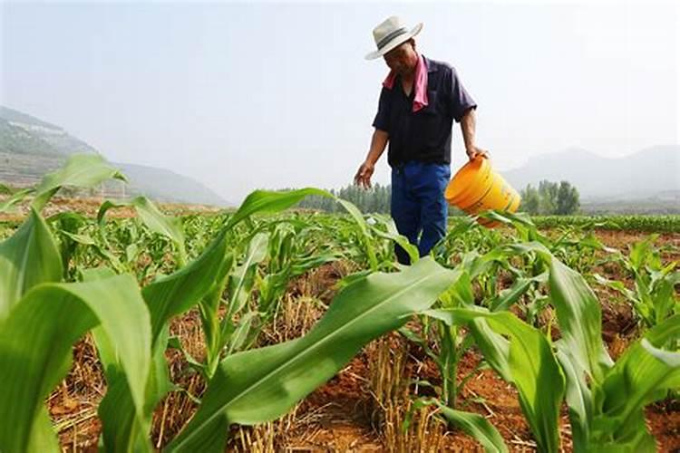 玉米后期追钾肥有用吗 追肥最佳时间是什么时候