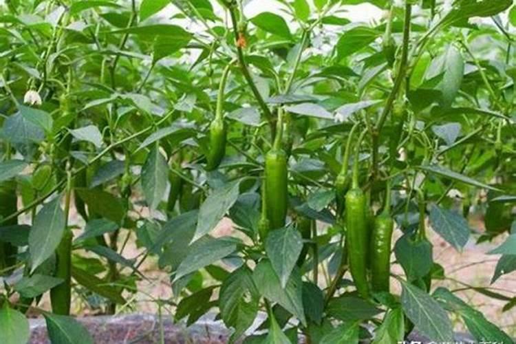 刚种的辣椒苗能浇尿素水吗