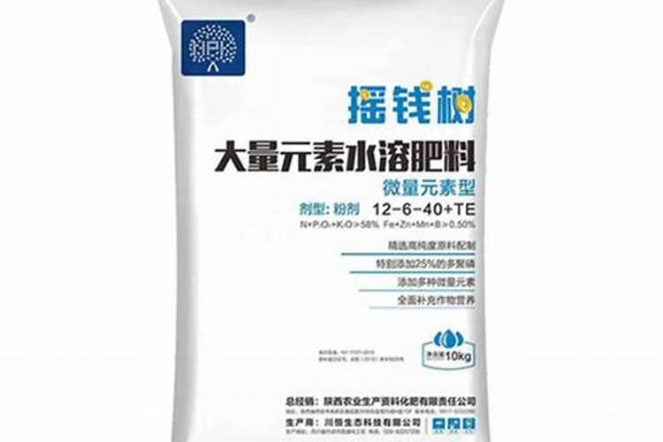 釜山八八小番茄高垄密值方法