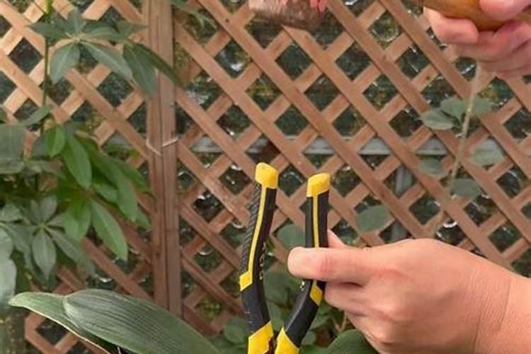 小麦喜欢硫酸钾还是氯化钾