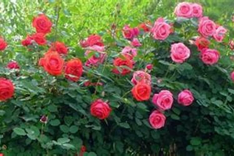 月季花施肥方法怎样给月季花施肥