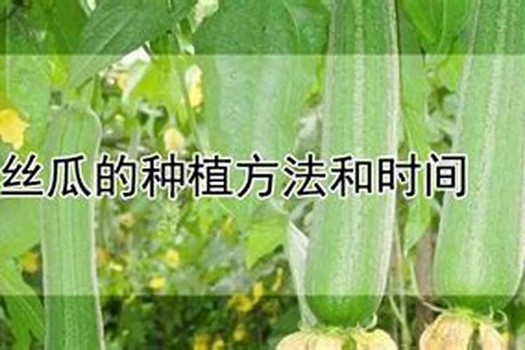 大棚丝瓜该如何种植？怎样才能提高产量？