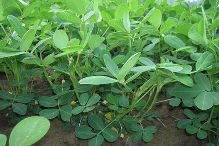 红糖发酵液的制作方法