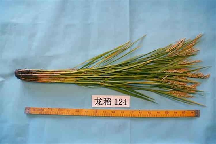 红糖发酵液的制作方法