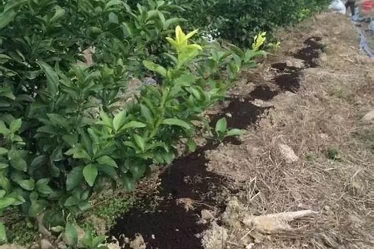 西红柿秧拔完直接埋上做肥行吗？