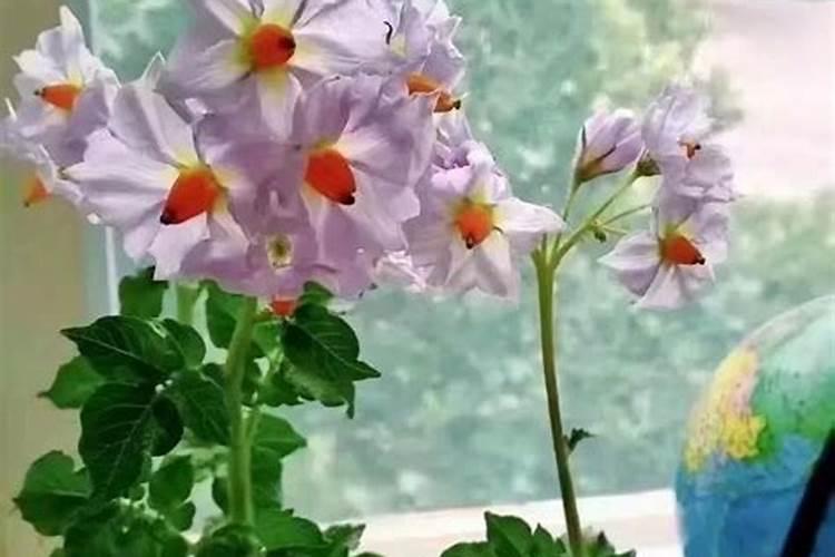 柑橘什么时候用黄腐酸钾好