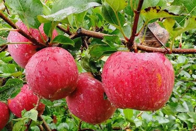 苹果树喷什么叶面肥好