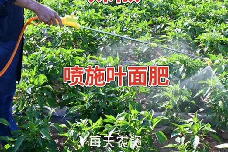 柑橘苗叶面肥施药方法
