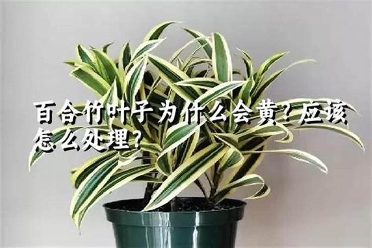 牛粪伴木屑种双孢菇技术