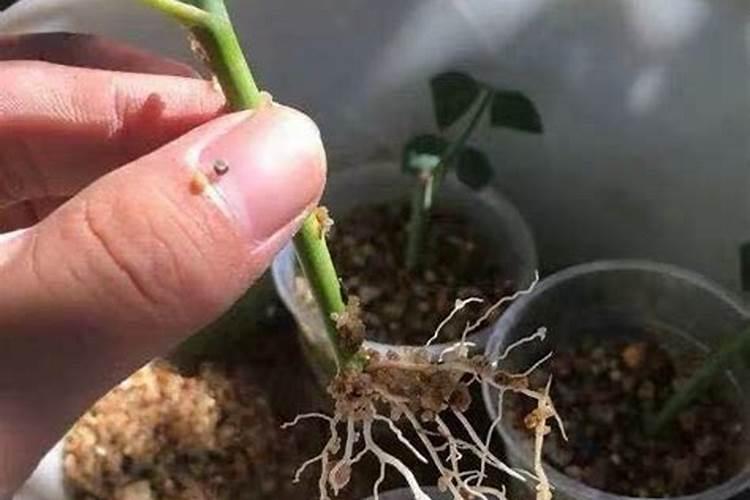 矿源黄腐酸钾使用方法是什么