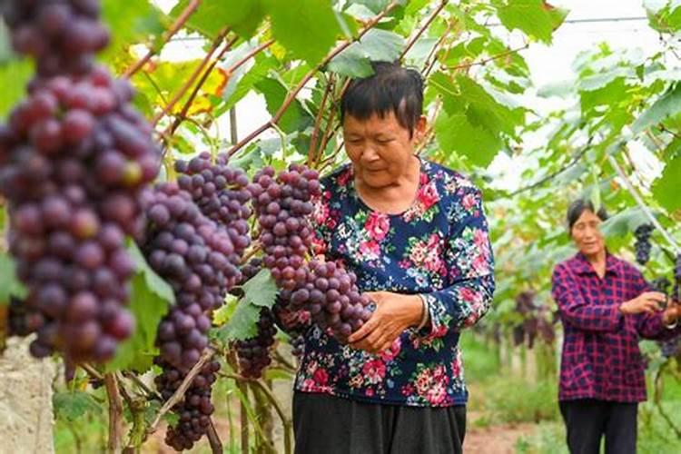 柠檬树用什么肥料好