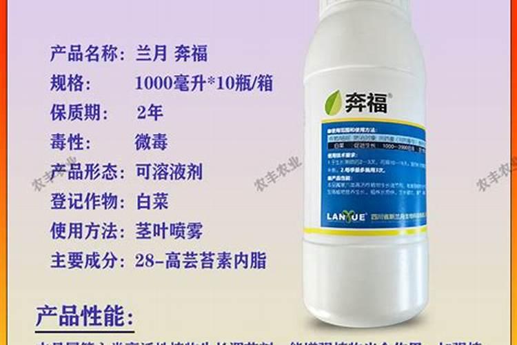 大白菜包心期能喷生根剂吗怎么喷