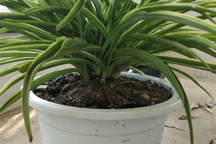 种菜的土壤盐渍化严重,如何才能有效解决？