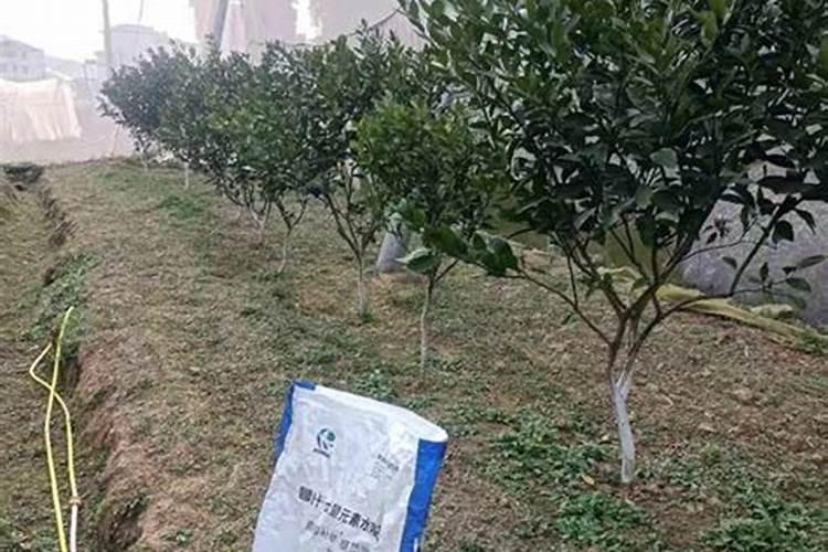 柑橘施肥时期和方法 附肥害症状