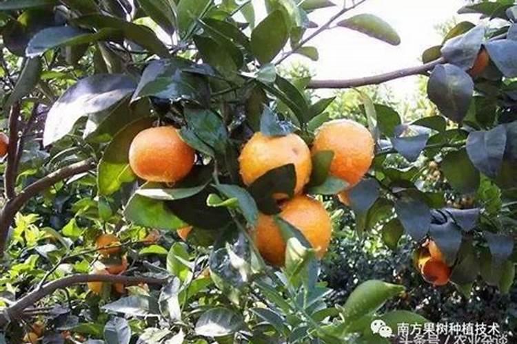 红薯秧10亩地喷了200克41%草甘膦会有药害吗